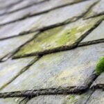 Find Moss Cleaning company in Shinfield