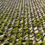 Moss Cleaning near me in Woodley