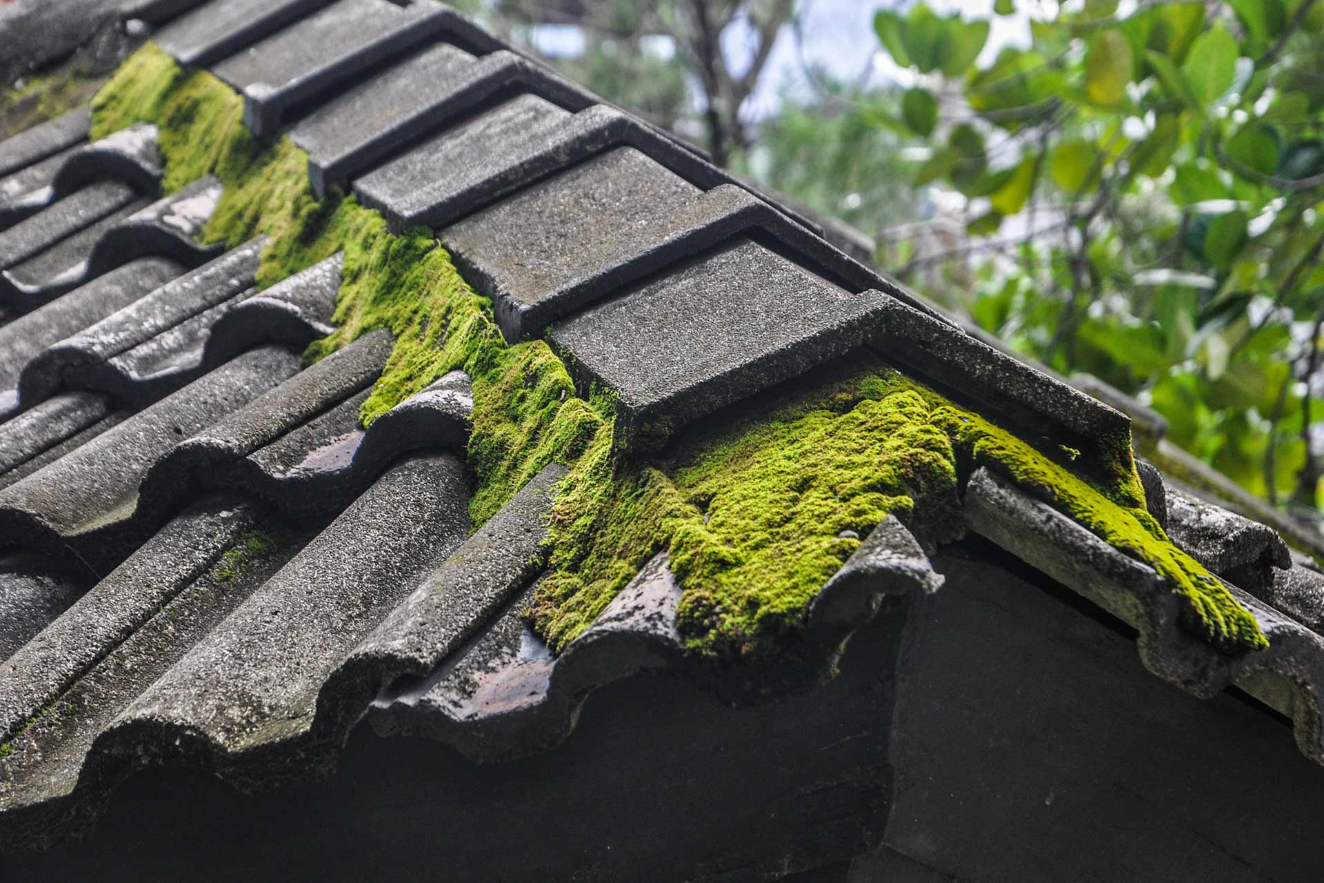 Remove Moss from Roof in Reading
