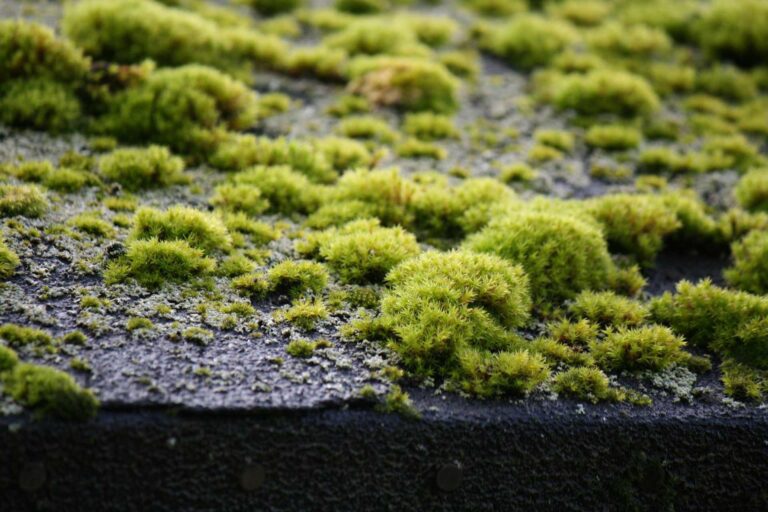Moss Removal in Stanmore, Berks